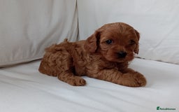 Cavapoo dogs for sale: Gorgeous Red F1 Cavapoo Puppies With H/T Parents - Image 9