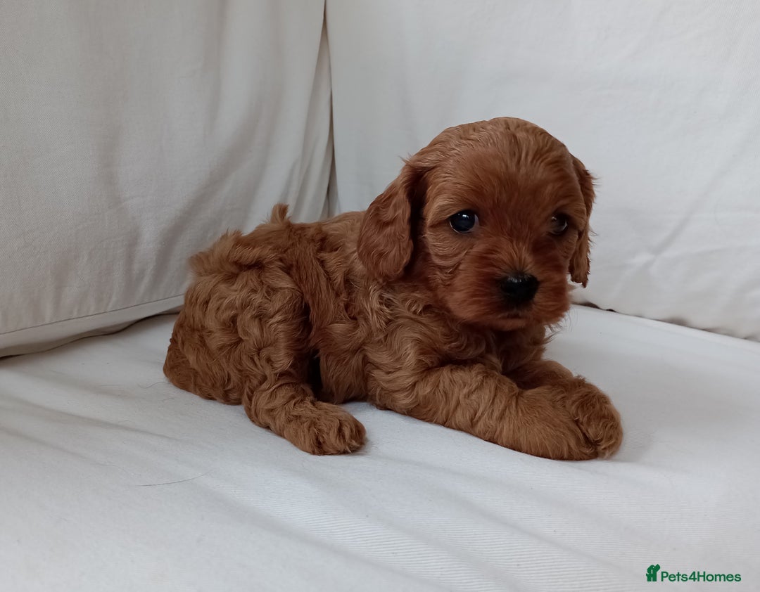 Cavapoo dogs for sale: Gorgeous Red F1 Cavapoo Puppies With H/T Parents - Image 9