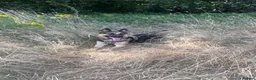 German Shepherd dogs for sale: Home needed for 2 year old German Shepherd  in Horsham - Advert 4