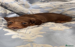 Miniature Dachshund dogs for sale: Long haired dapple miniature Dachsund puppies - Image 13