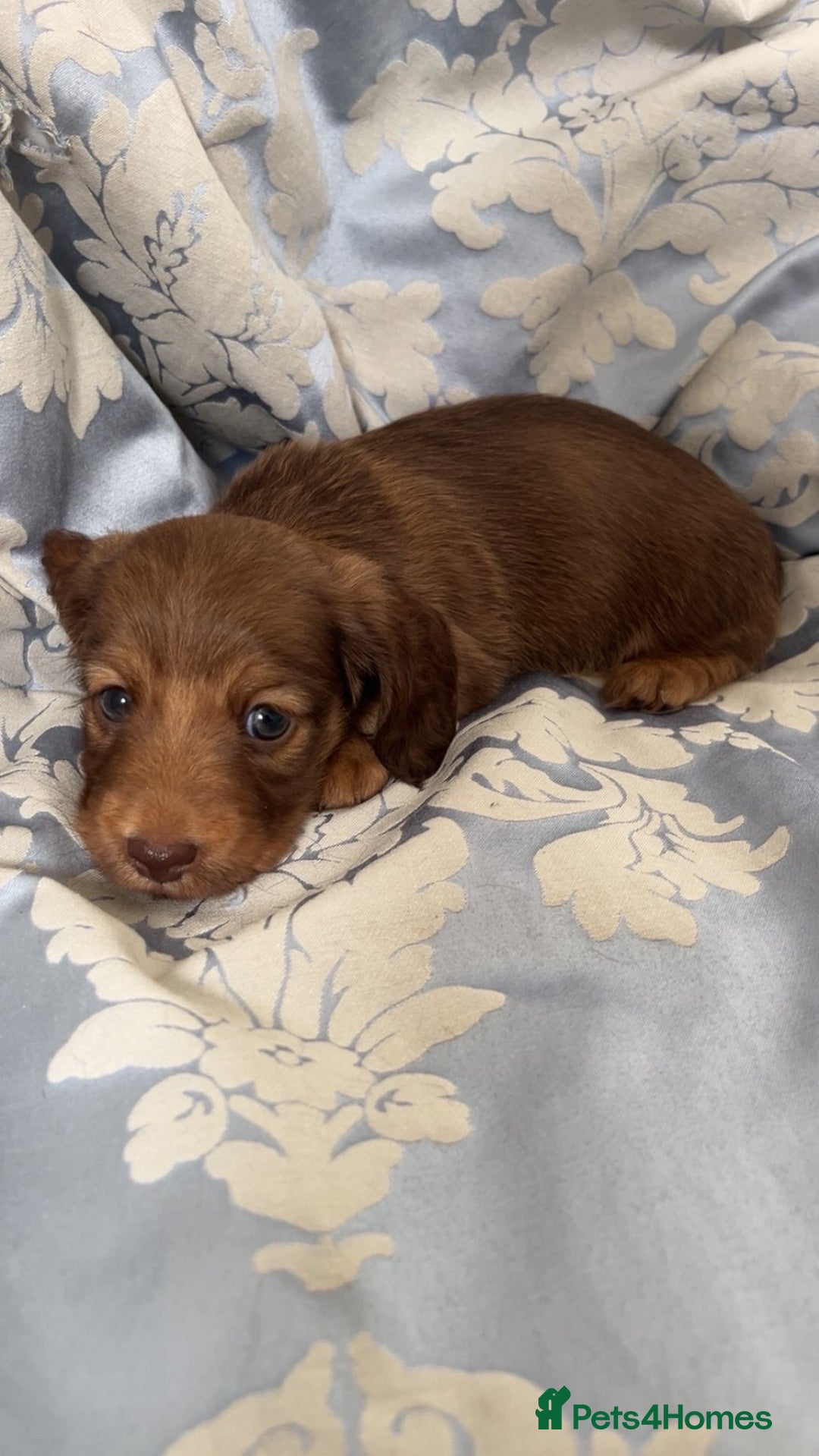 Miniature Dachshund dogs for sale: Long haired dapple miniature Dachsund puppies - Image 13