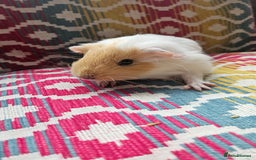 Guinea Pig rodents for sale: Baby guinea pigs - Image 5