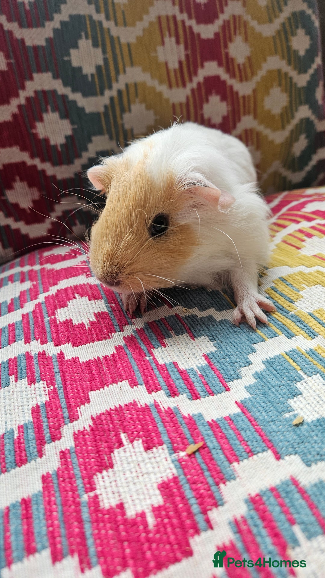 Guinea Pig rodents for sale: Baby guinea pigs - Image 5