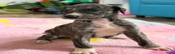 Mixed Breed dogs for sale: My beautiful Salukis puppy’s  - Advert 10