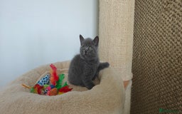 British Shorthair cats for sale: British shorthair blue/lilac kittens  - Image 6