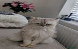 British Longhair cats for sale: British Longhair Looking for a new loving home 🐾 - Image 5