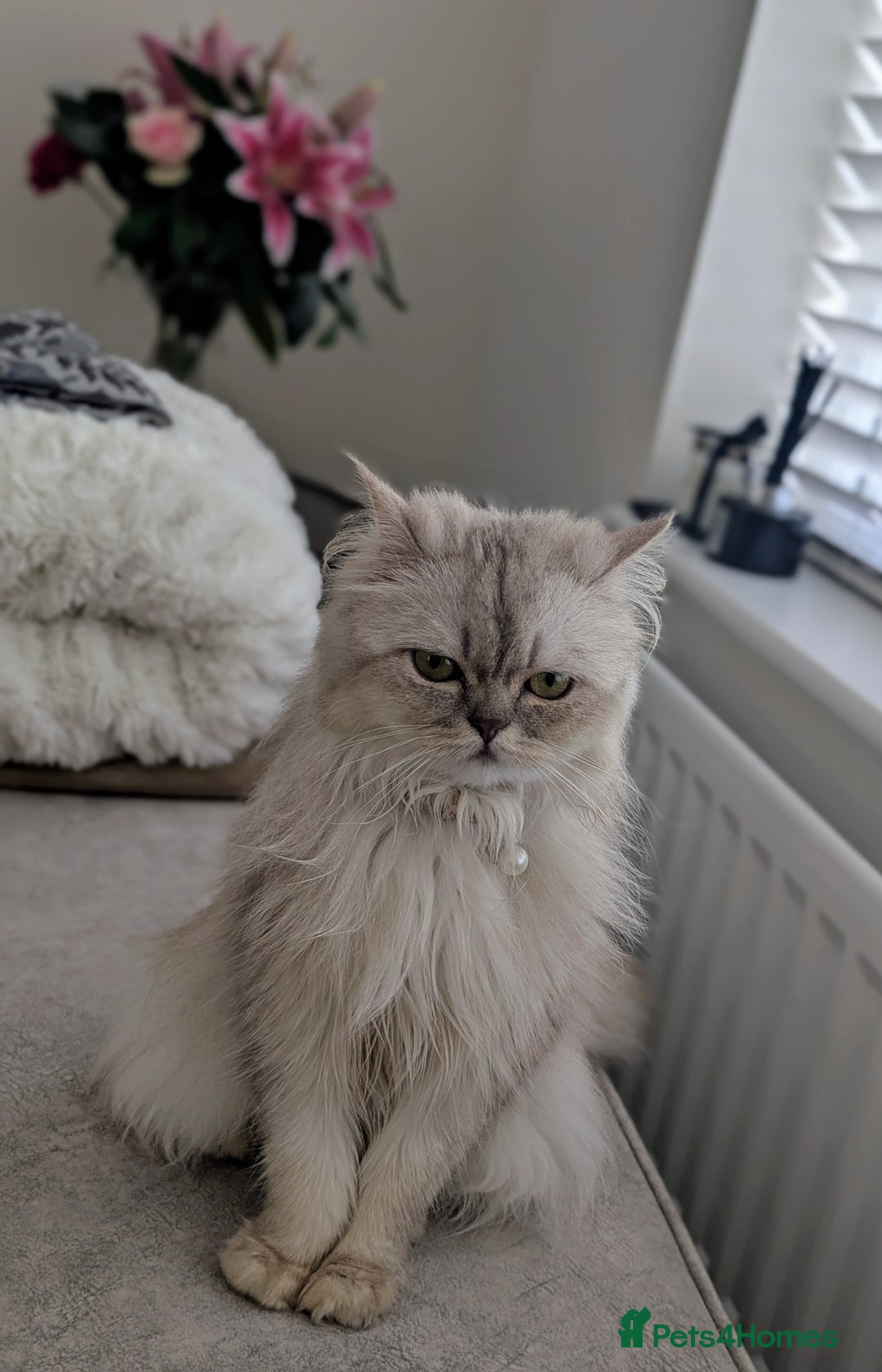 British Longhair cats for sale: British Longhair Looking for a new loving home 🐾 - Image 5