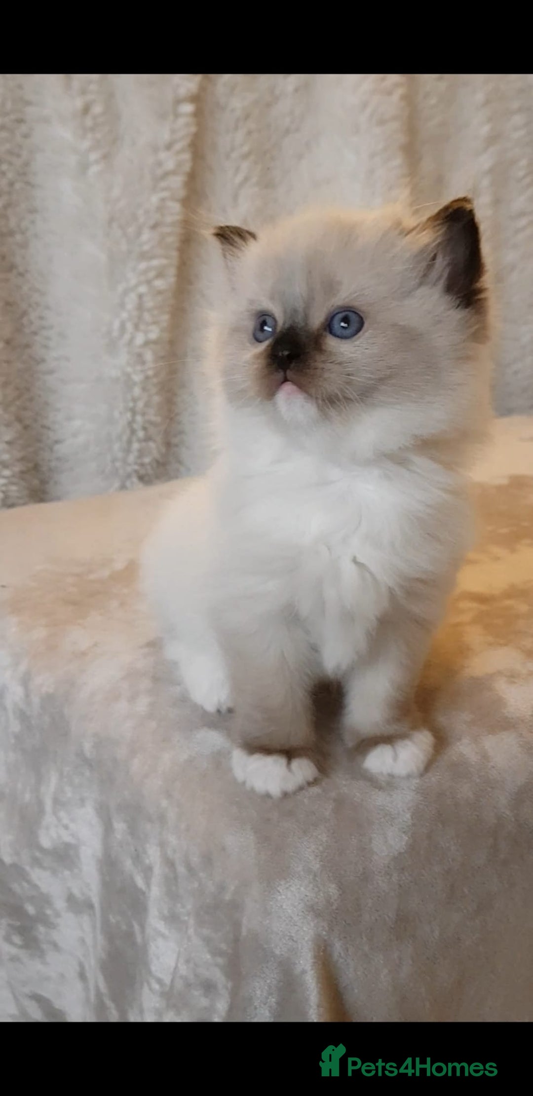 Ragdoll cats for sale: Exceptional Bloodlines Ragdoll kittens  - Advert 16