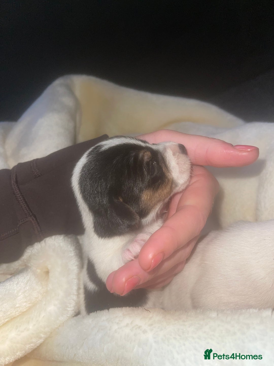 Jack Russell dogs for sale: Miniature Jack Russell puppies🐶 - Advert 6