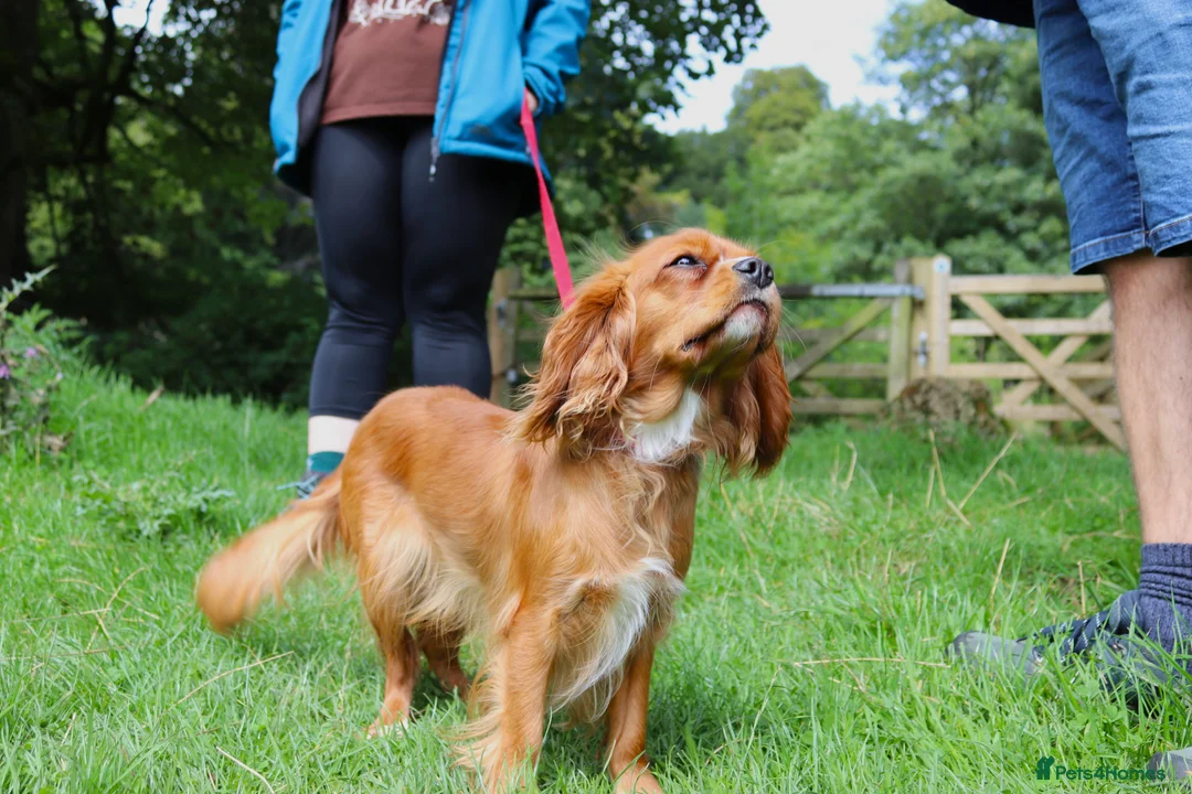 Cavalier King Charles Spaniel dogs for sale: Lovely Female Cavalier - Advert 4