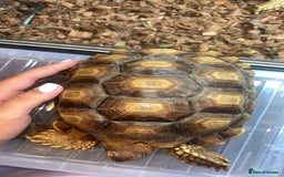 Tortoise reptiles for sale: Pair of sulcata tortoises  - Image 3