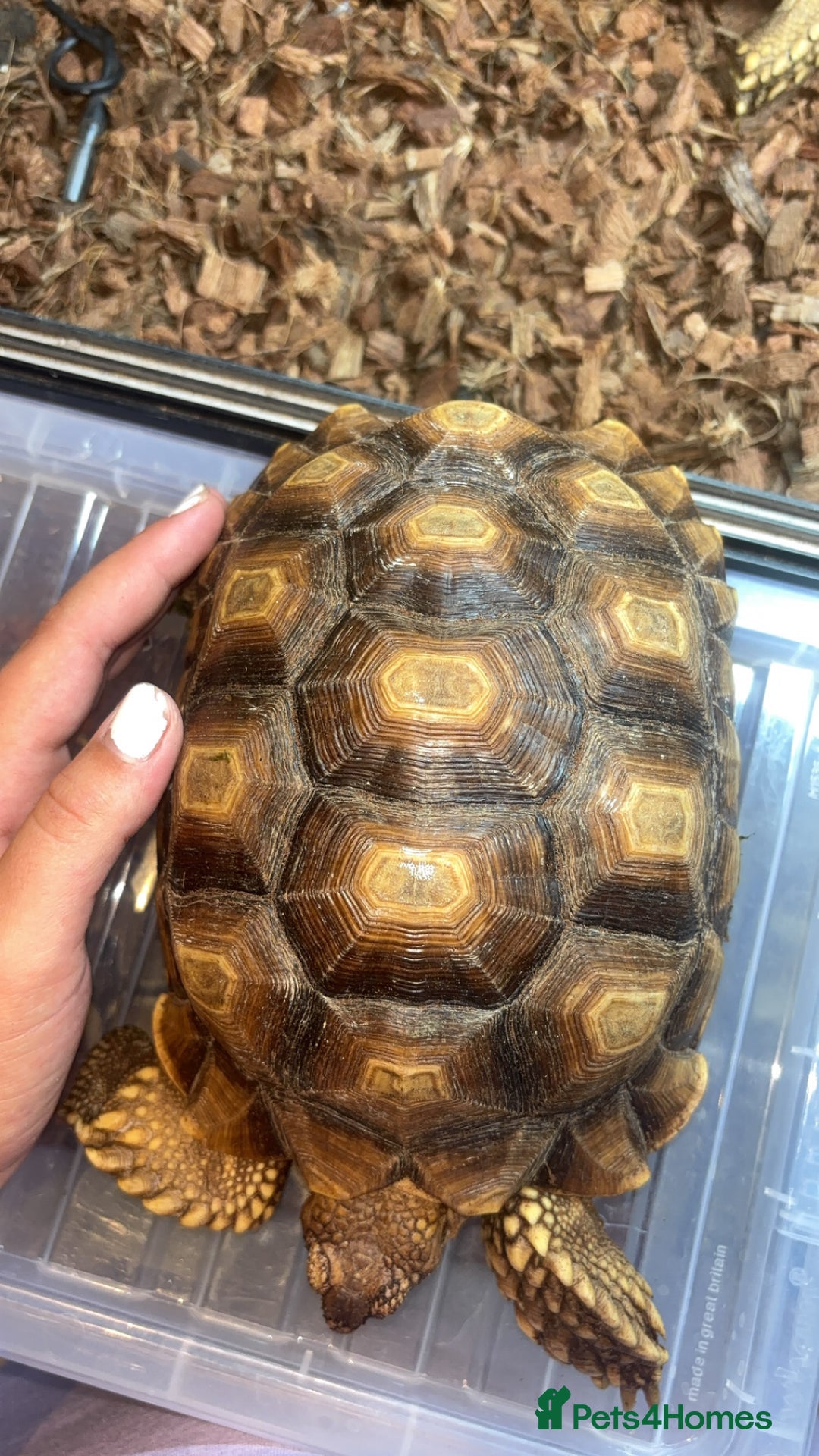 Tortoise reptiles for sale: Pair of sulcata tortoises  - Image 3