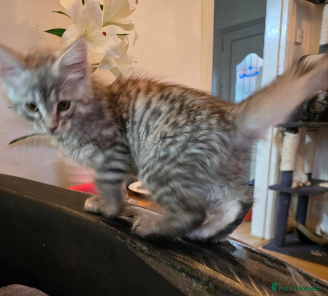 Maine Coon cats for sale: Maine coon kittens  - Image 8