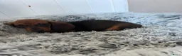 Miniature Dachshund dogs for sale: Miniature dachshund puppies - Advert 10