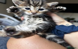 Bengal cats for sale: Bengal cross kittens  - Image 4