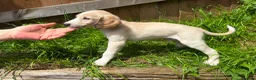 Saluki dogs for sale: Beautiful Saluki pups from champion lines - Advert 5