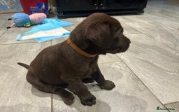 Labrador Retriever dogs for sale: Chunky Chocolate Labrador Puppies  - Image 3