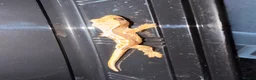 Gecko reptiles for sale: Baby crested geckos 🦎  - Advert 6