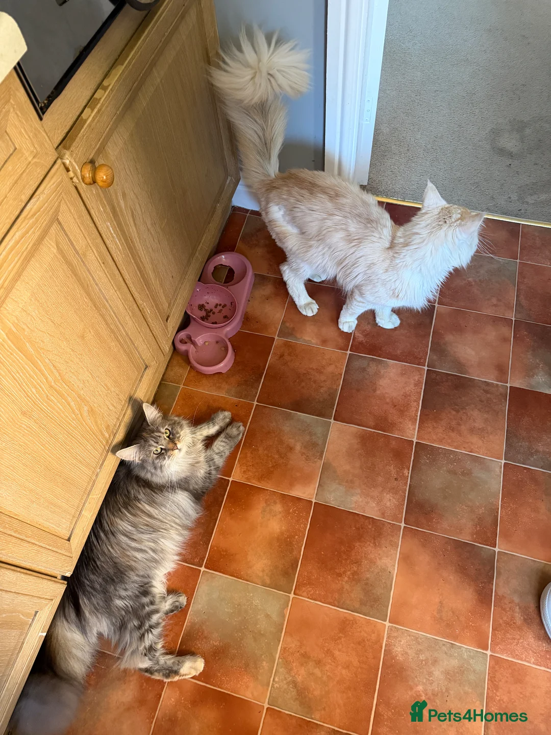 Maine Coon cats for stud: gorgeous cream smoke boy for stud duties - Advert 5