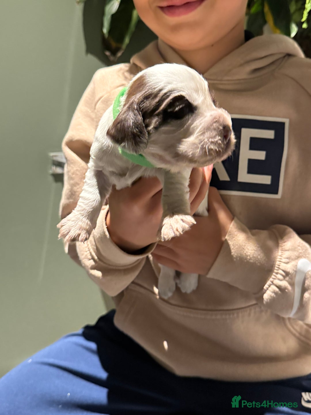 Cocker Spaniel dogs for sale: 8 beautiful show cocker puppies for sale - Advert 12