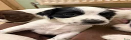 English Springer Spaniel dogs for sale: KC registered working springer spaniel puppies  - Advert 3