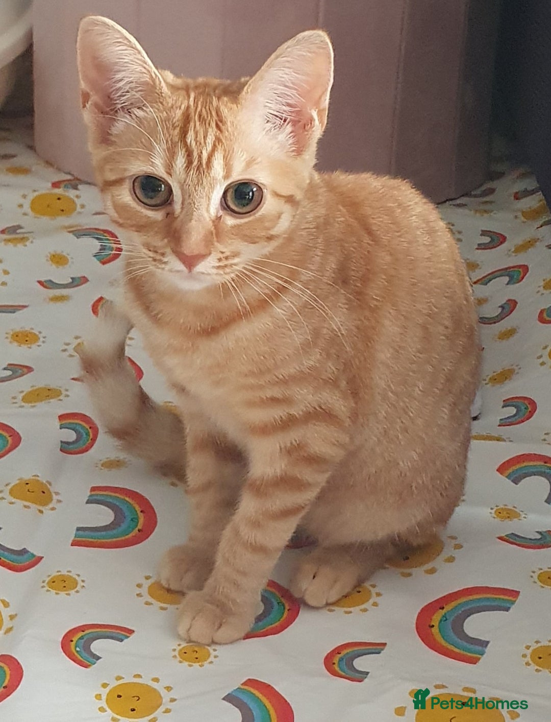 Mixed Breed cats for sale: Gorgeous ginger girl  - Image 1