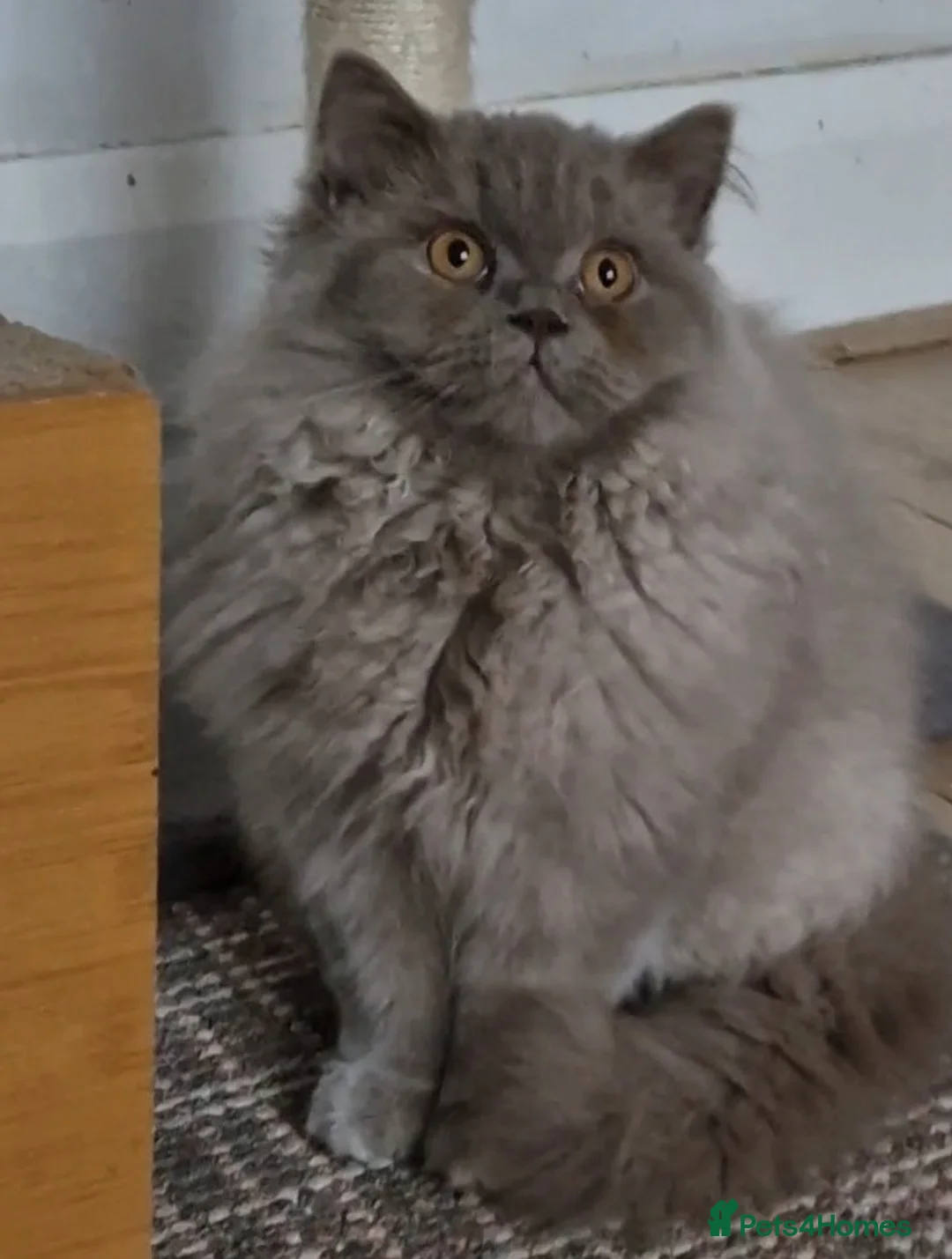 British Shorthair cats for sale: Lilac British Longhair boy kitten - Advert 4