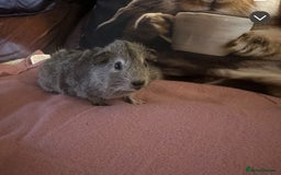 Guinea Pig rodents for sale: 4 guinea pigs for sale  - Image 3
