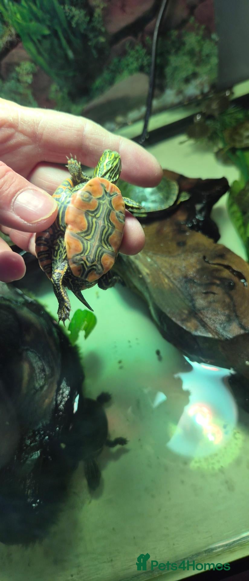 Turtle reptiles Painted turtles for sale - Advert 1