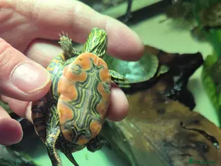 Turtle reptiles Western Painted turtles for sale - Advert 2