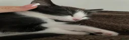 Domestic Shorthair cats for sale: Cat with behavioural issues  - Advert 23