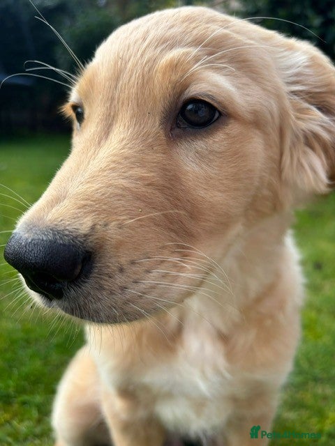 Golden Retriever dogs 10-Month-Old KC Registered Golden Retriever  - Advert 1