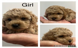 Maltipoo dogs for sale: Gorgeous Malshipoo puppies  - Image 2