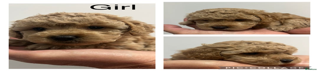 Maltipoo Puppy 2