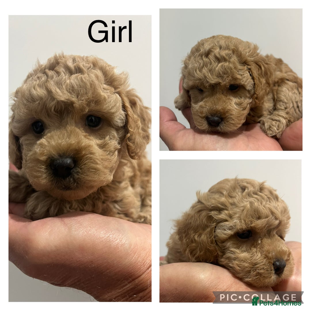 Maltipoo dogs for sale: Gorgeous Malshipoo puppies  - Image 2