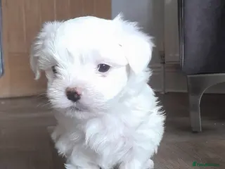 Maltese dogs Outstanding Pedigree Maltese puppy sale - Advert 18