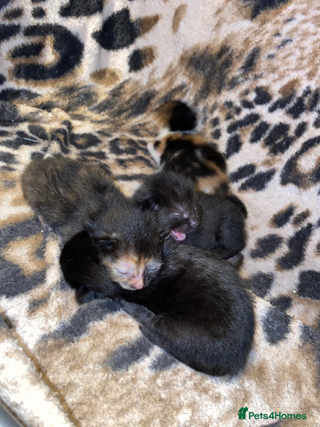 British Shorthair cats for sale: 4 kittens available 🐱🤍 - Advert 1