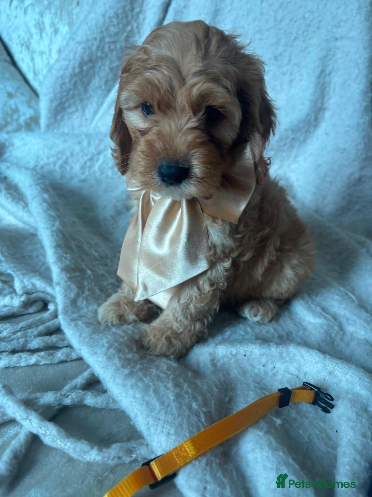 Cockapoo dogs 7 Gorgeous Cockapoo Puppies Left - Advert 2