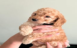 Cockapoo dogs for sale: Beautiful cockerpoo F1B - Image 3
