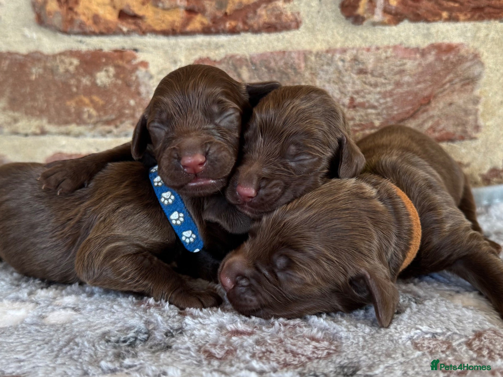Cocker Spaniel dogs Kennel club working cocker spaniels  - Advert 1