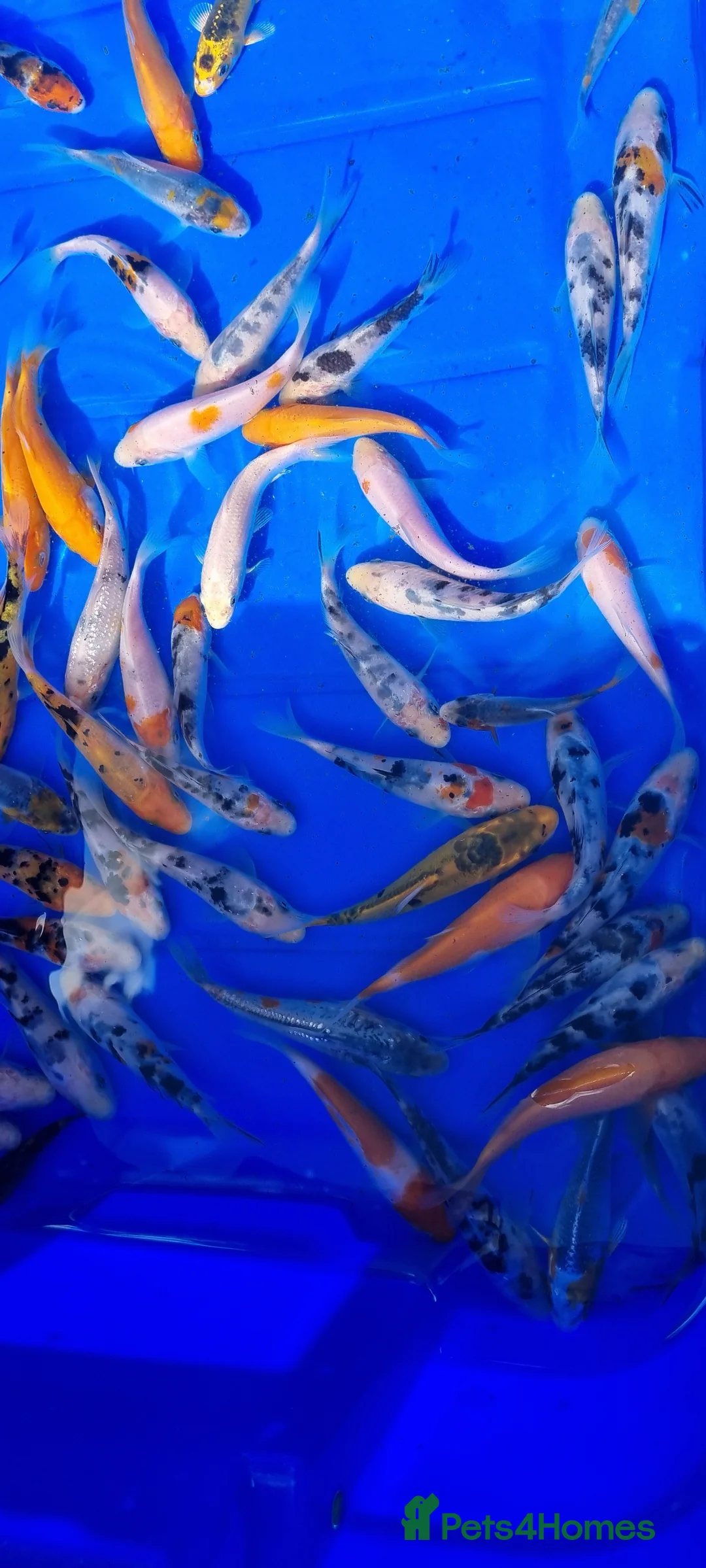 Koi Carp fish for sale: 2 to 4 inch Mixed Koi Carp Fry: young pond fish - Advert 17