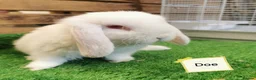 Mini Lop rabbits for sale: Baby mini lops  - Advert 4