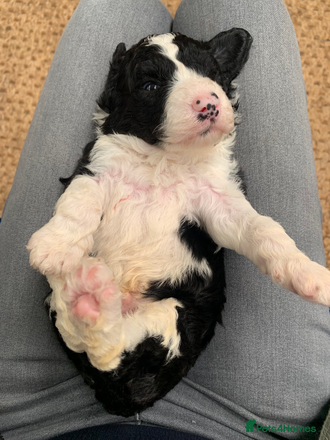 Sheepadoodle dogs for sale: Medium Sheepadoodle Puppies Available  - Image 21