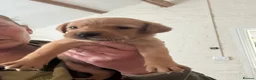 Labrador Retriever dogs for sale: Fox red Labradors  - Advert 6
