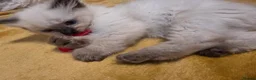 Ragdoll cats for sale: 🩵 6 Beautiful pure ragdolls 🩷 - Advert 12