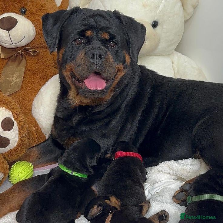 Rottweiler dogs Beautiful Rottweiler Pups Looking for  Homes - Advert 5