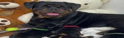 Rottweiler dogs for sale: Beautiful Rottweiler Pups Looking for  Homes in Birmingham - Advert 1