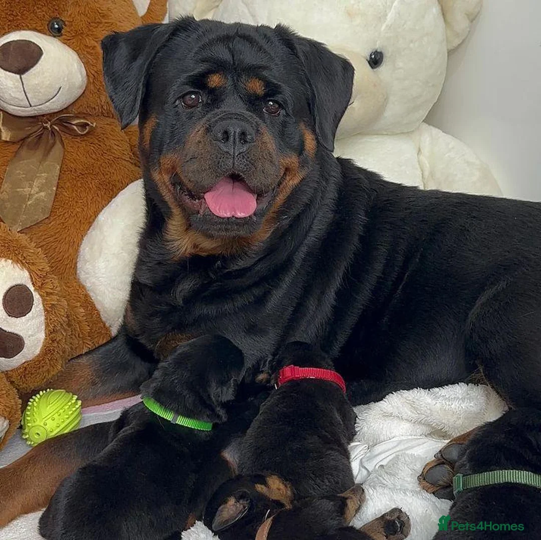 Rottweiler dogs for sale: Beautiful Rottweiler Pups Looking for  Homes in Birmingham - Advert 1