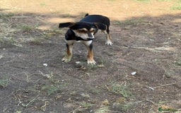 Mixed Breed dogs for sale: Mixed breed - Image 18