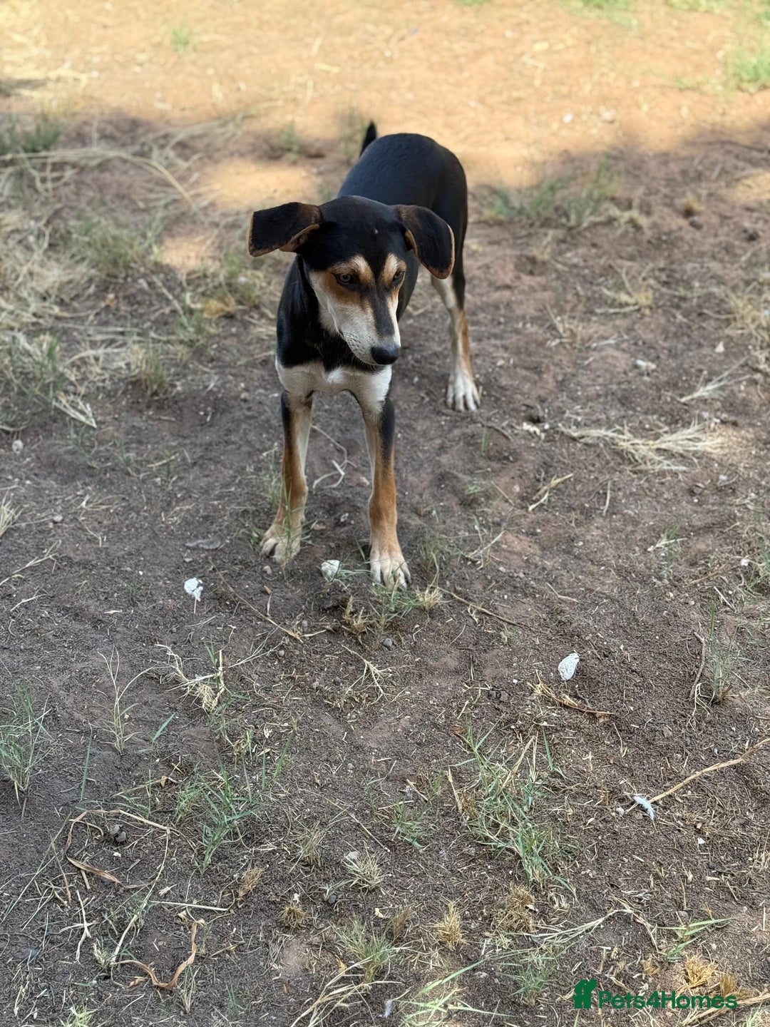 Mixed Breed dogs for sale: Mixed breed - Image 18